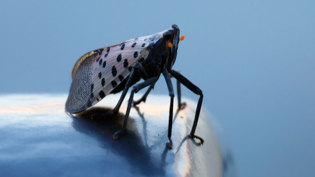 Experts warn invasive pests that could cause dramatic comeback